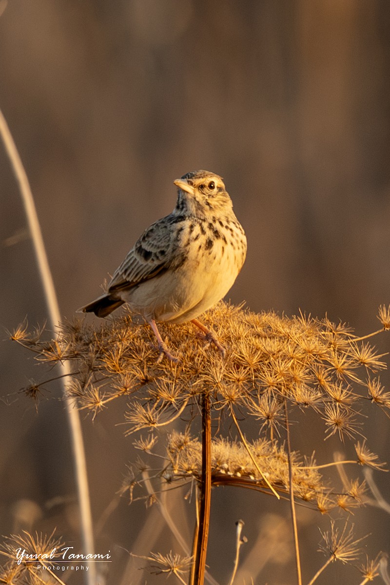 Crested Lark - ML645588908