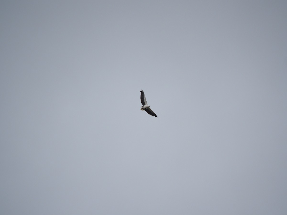 White-bellied Sea-Eagle - ML645588909