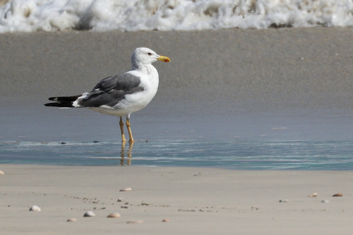 Lesser Black-backed Gull - ML645588911