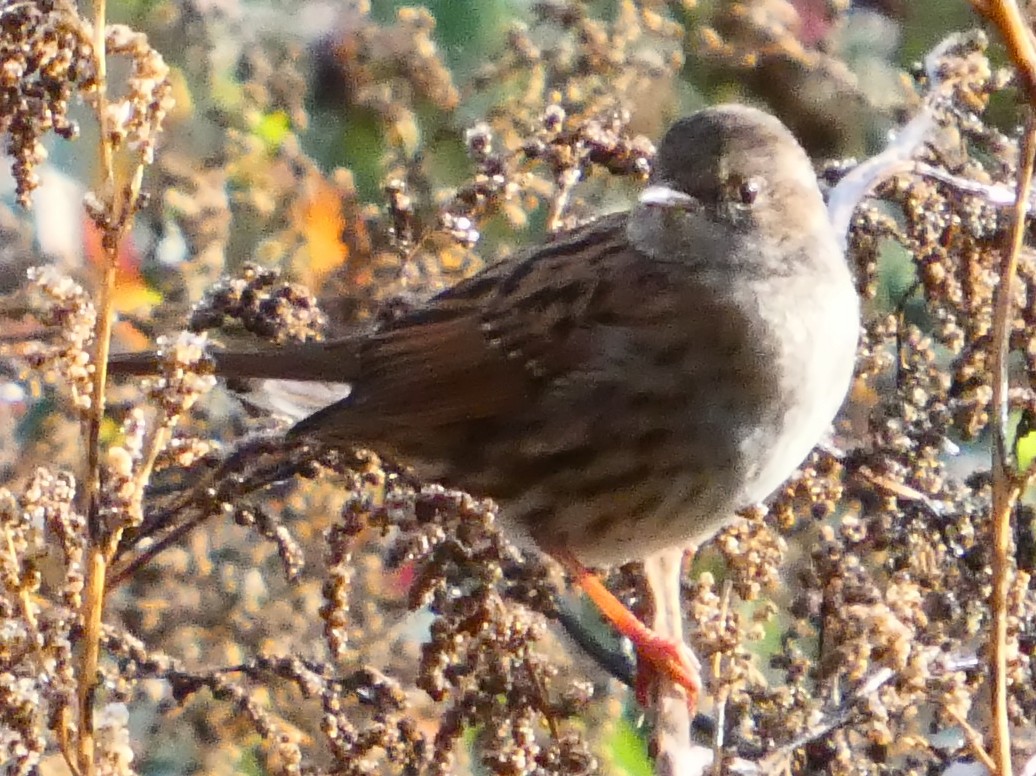 Dunnock - ML645588913