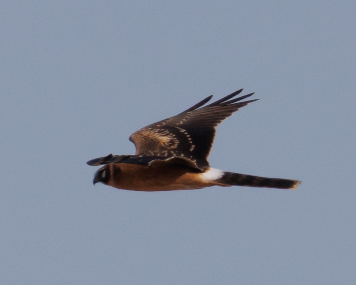 Pallid Harrier - ML645588914