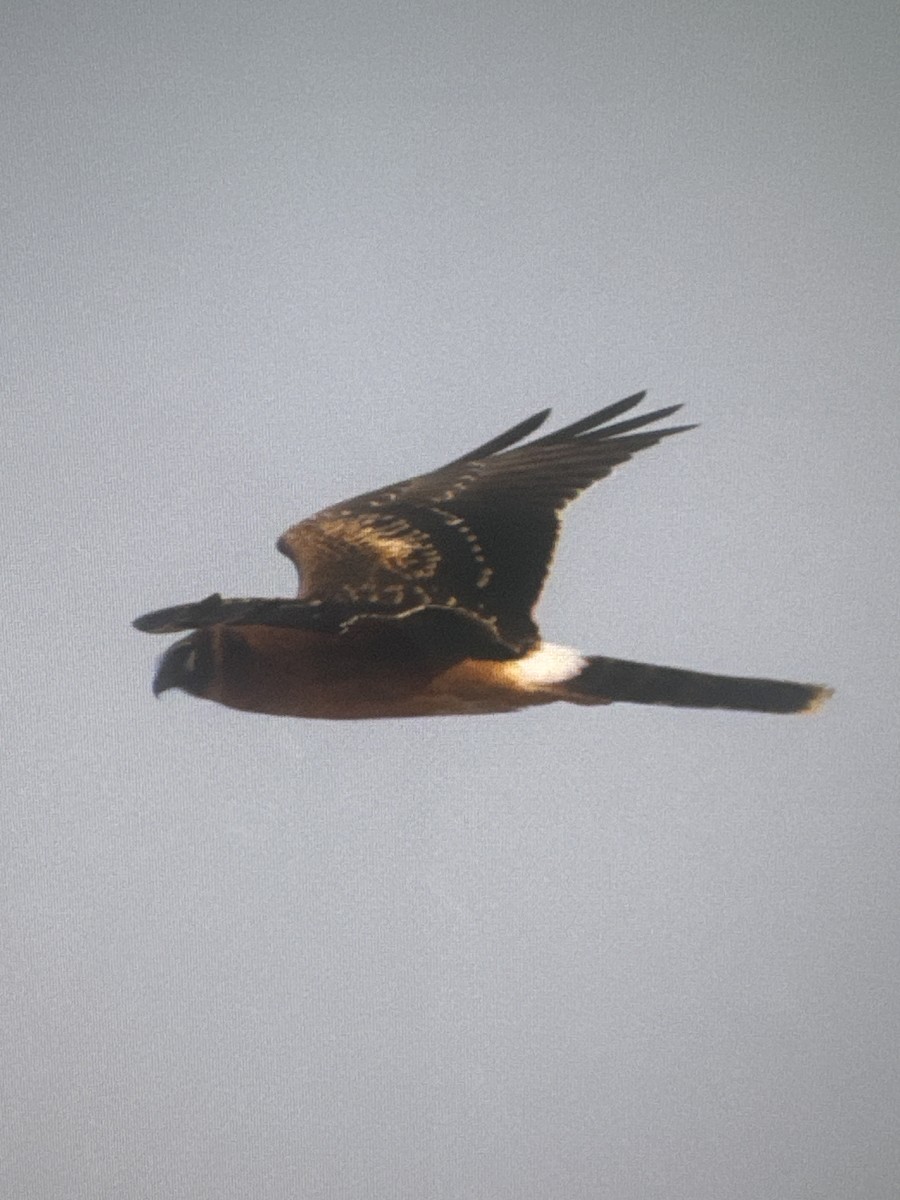 Pallid Harrier - ML645588915