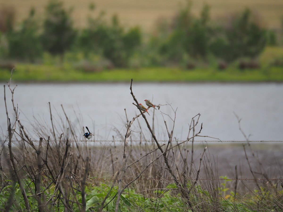 Superb Fairywren - ML645588916