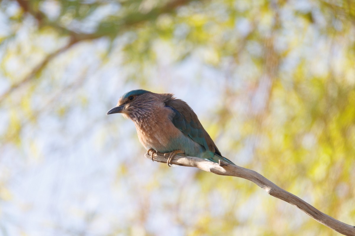Indian Roller - ML645588918