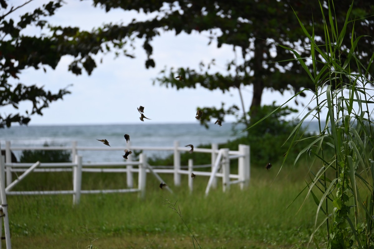 Chestnut Munia - ML645588920