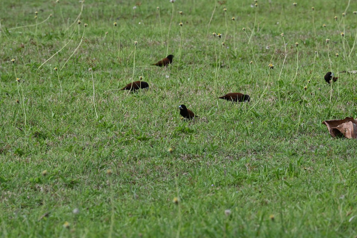 Chestnut Munia - ML645588921