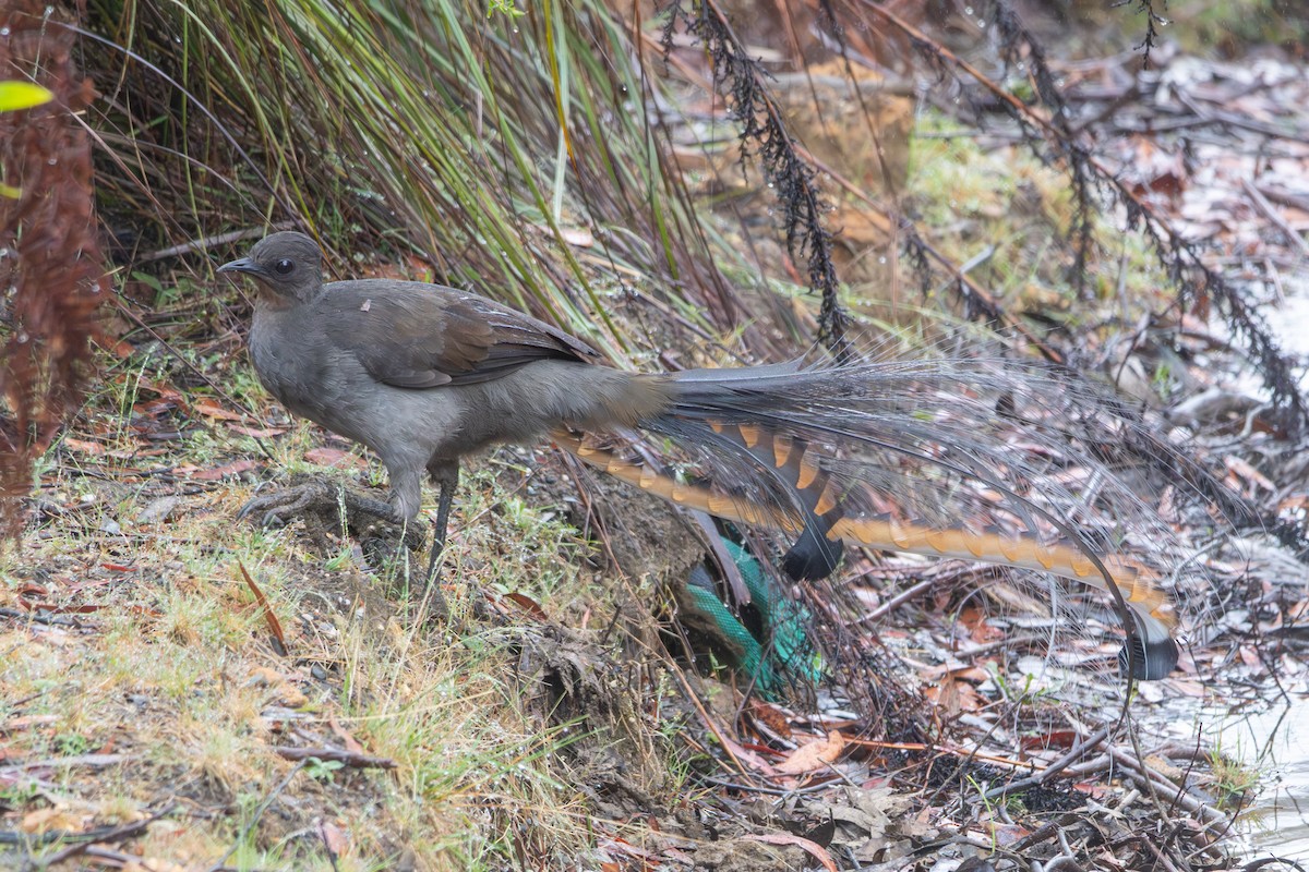 Superb Lyrebird - ML645588922