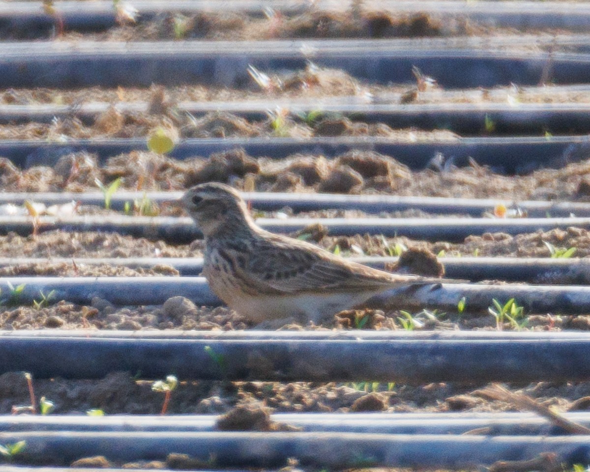 Eurasian Skylark - ML645588923
