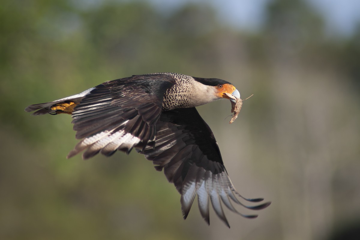 Crested Caracara (Northern) - ML645588924