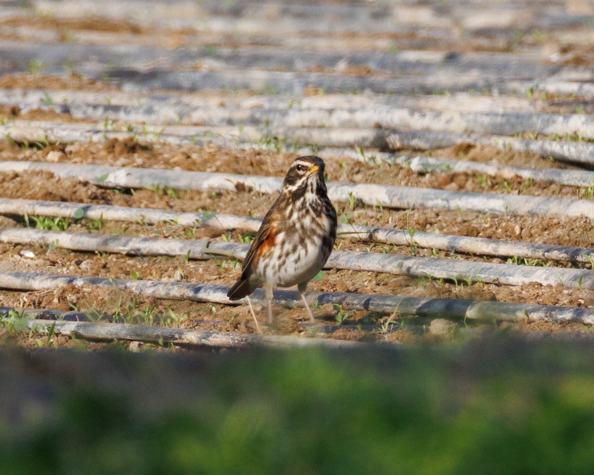 Redwing - ML645588926