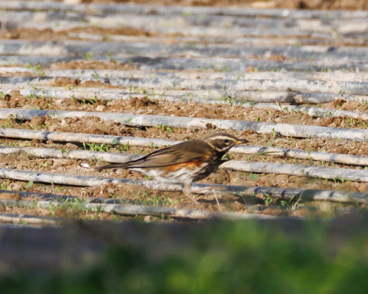 Redwing - ML645588927