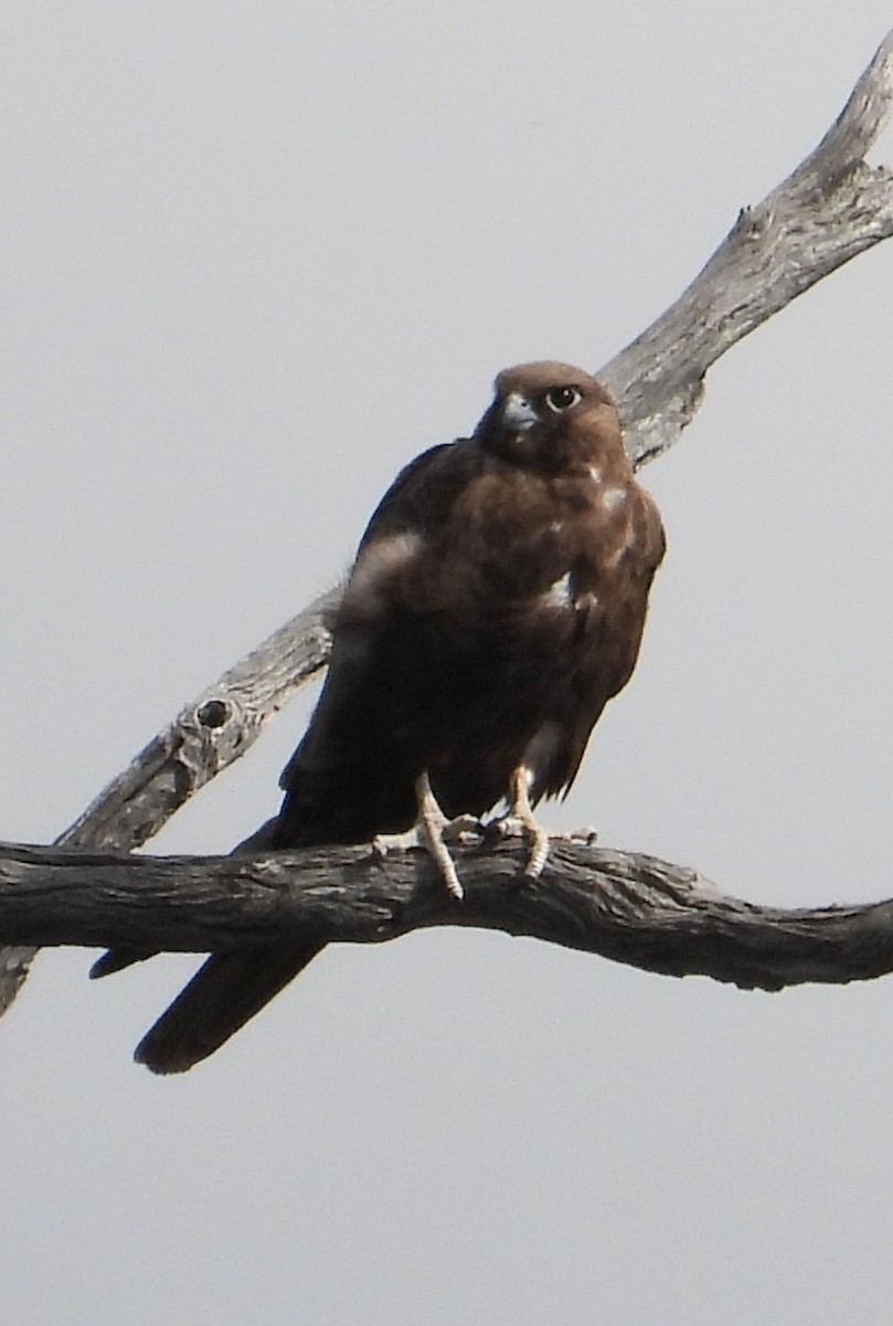 Black Falcon - ML645588934