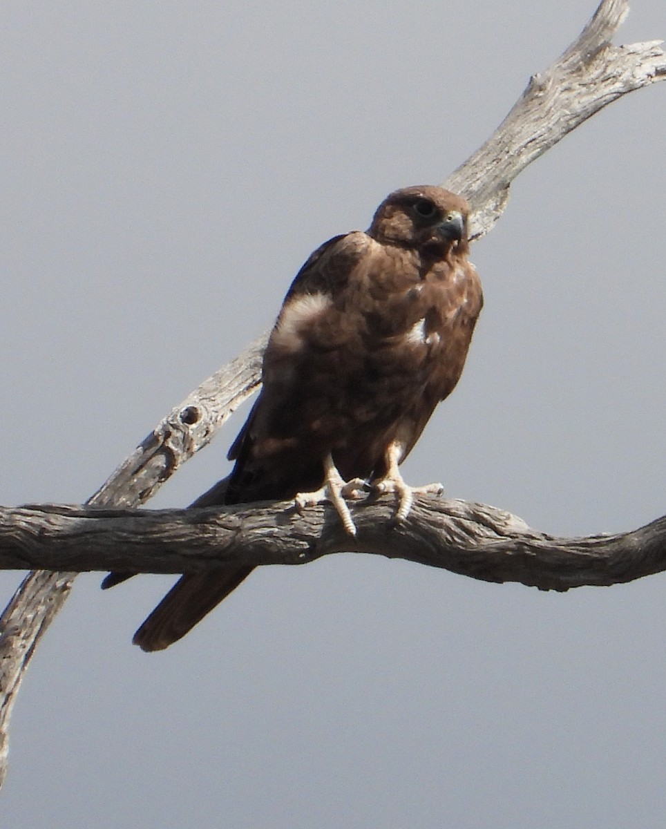 Black Falcon - ML645588935