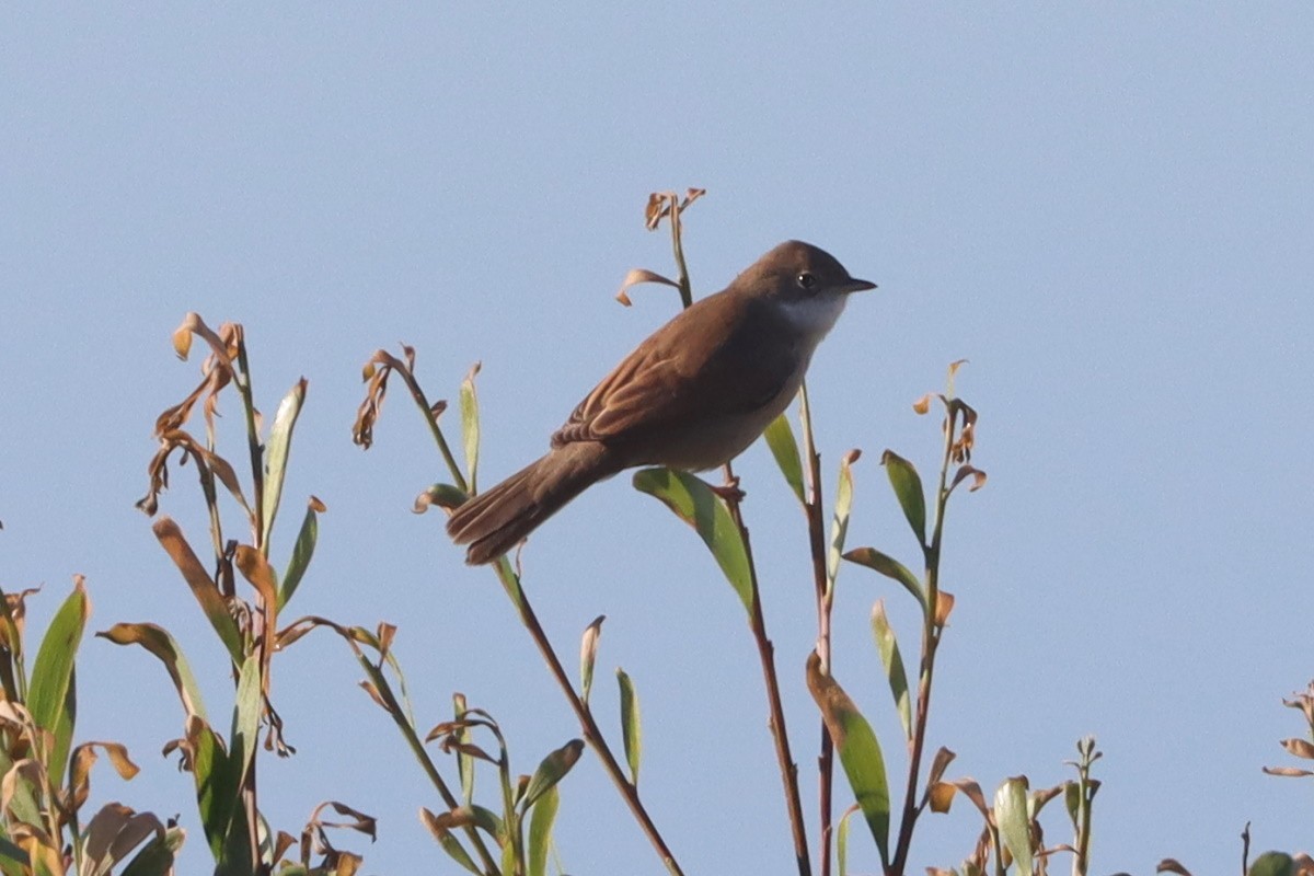 Greater Whitethroat - ML645588936
