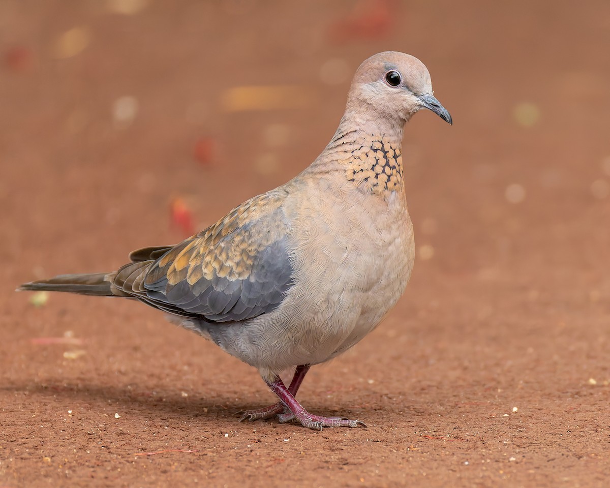 Laughing Dove - ML645588955
