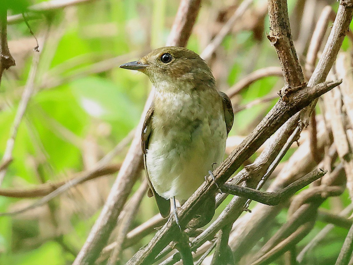 Narcissus Flycatcher - ML645588960