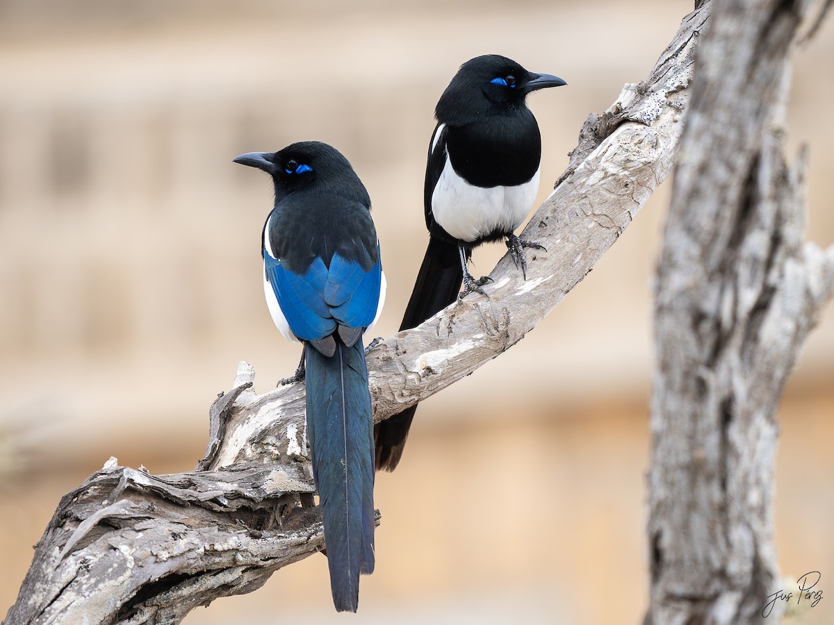 straka severoafrická - ML645588962