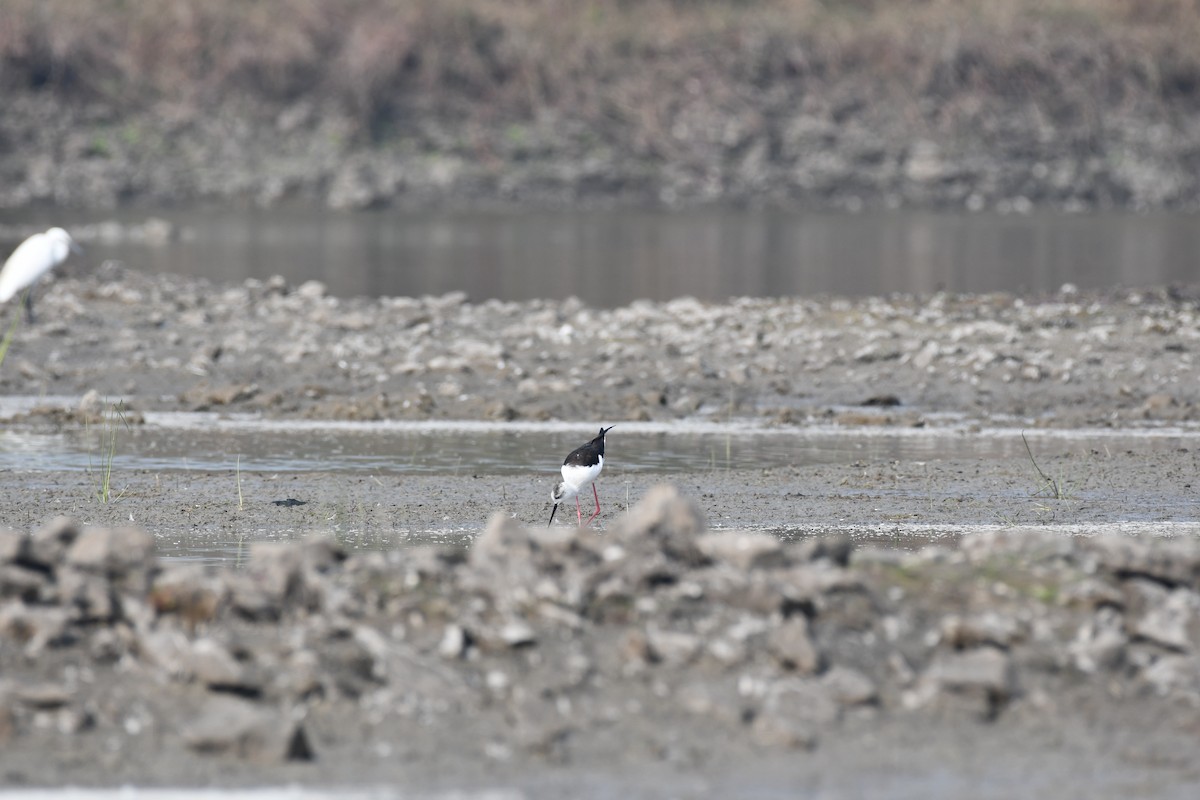 Zankaluze eurasiarra - ML645588966