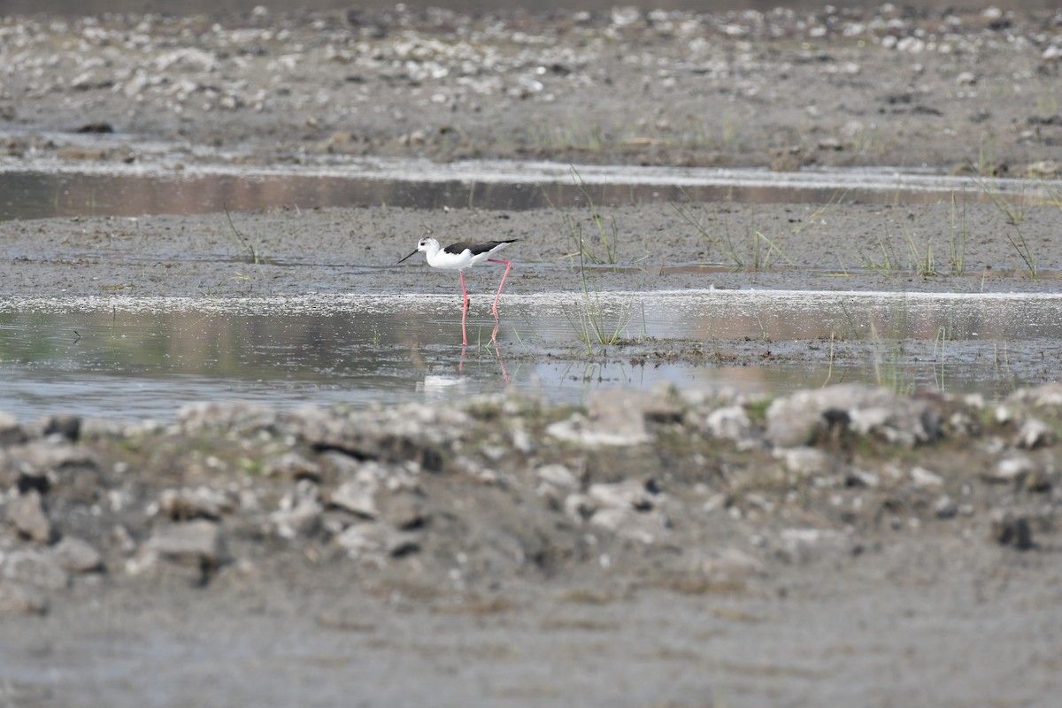 Zankaluze eurasiarra - ML645588968