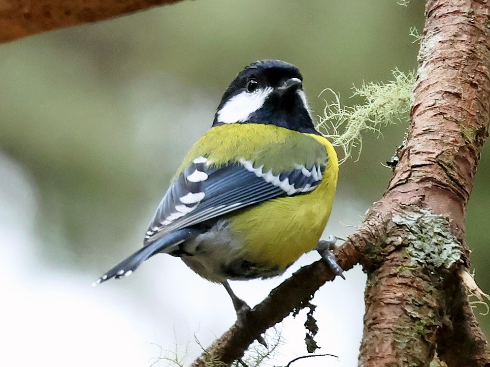 Green-backed Tit - ML645588970