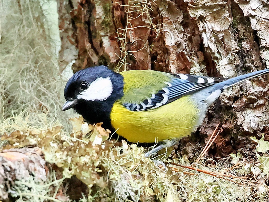 Green-backed Tit - ML645588971