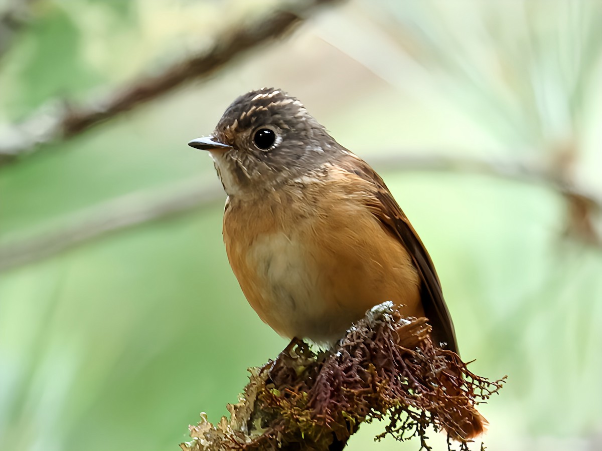 Ferruginous Flycatcher - ML645588982