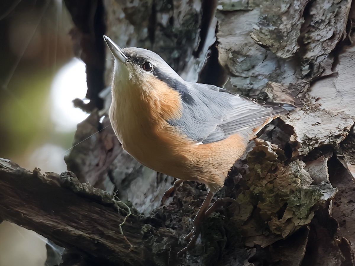 Garrapo eurasiarra - ML645588987