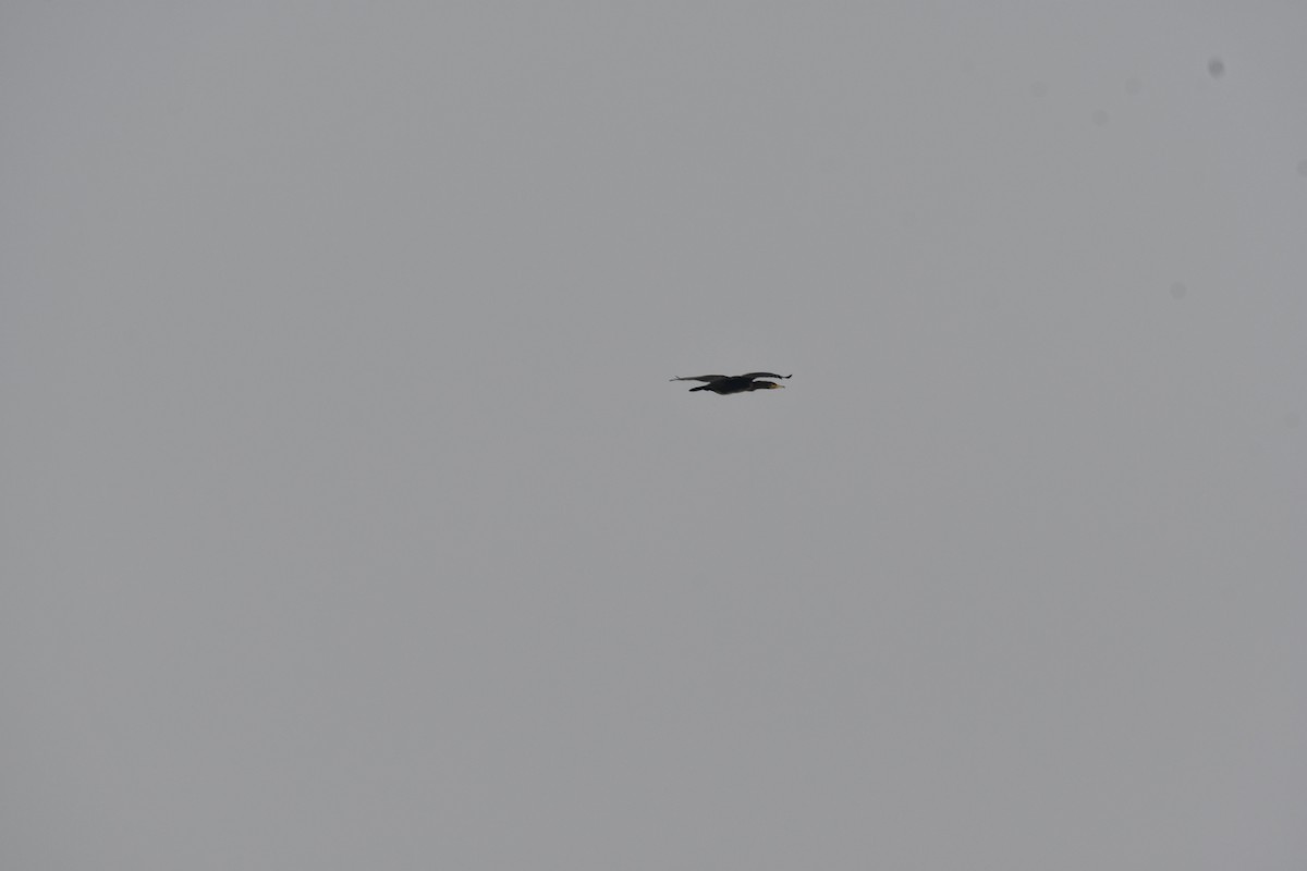 storskarv - ML645588991