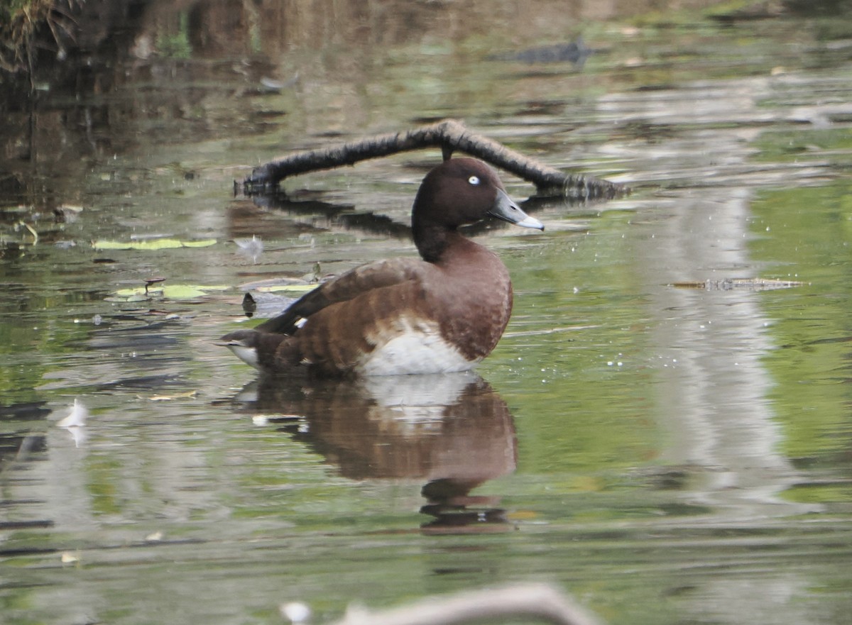 オーストラリアメジロガモ - ML645588992