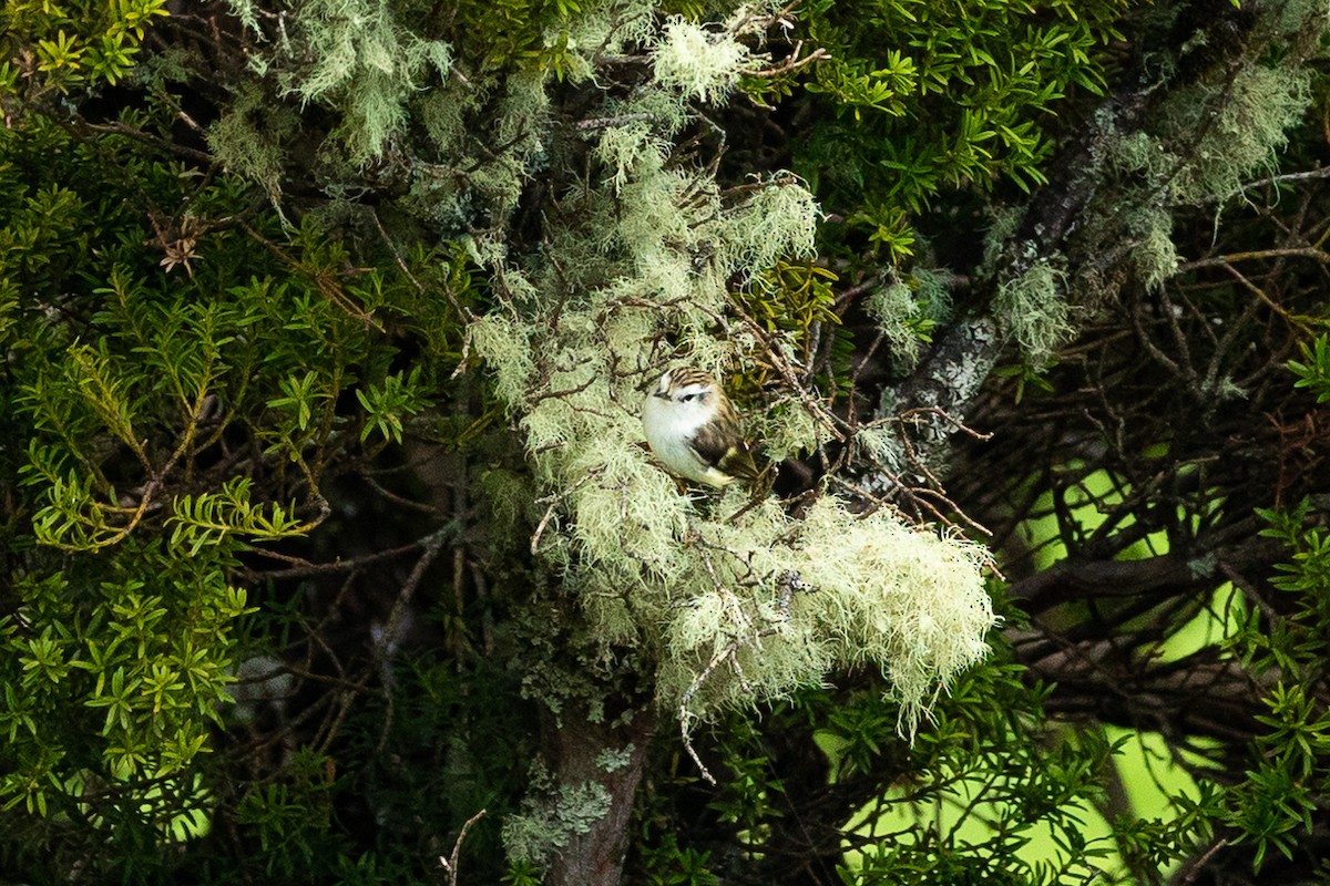 pokřovník zelený - ML645588996