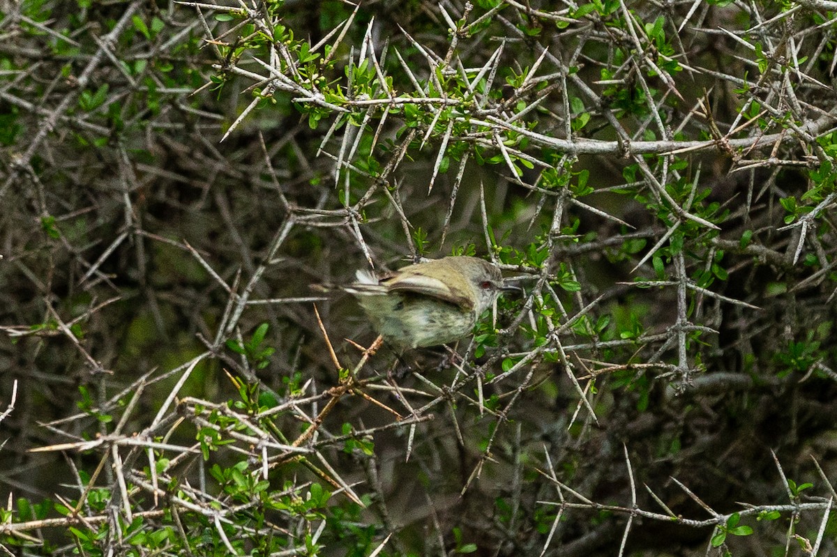 Gray Gerygone - ML645588998