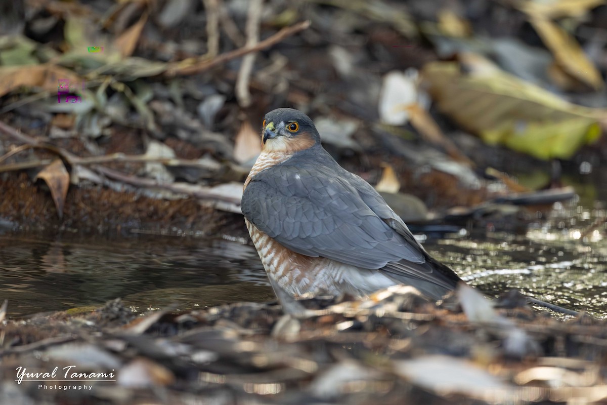 Eurasian Sparrowhawk - ML645589003