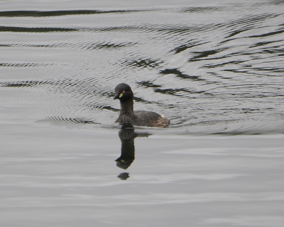 Австралийская поганка - ML645589004