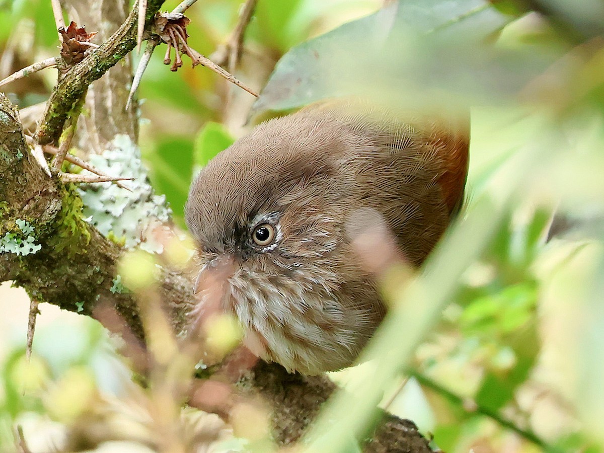 Фульвета тайванська - ML645589005