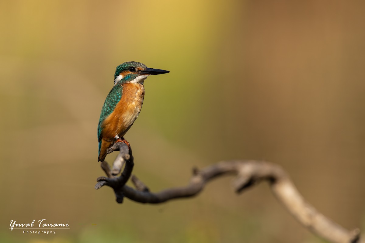 Common Kingfisher - ML645589007