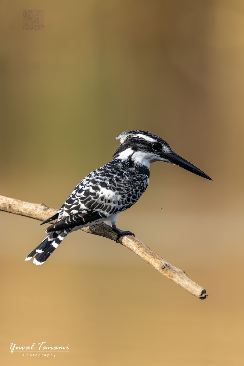 Pied Kingfisher - ML645589014