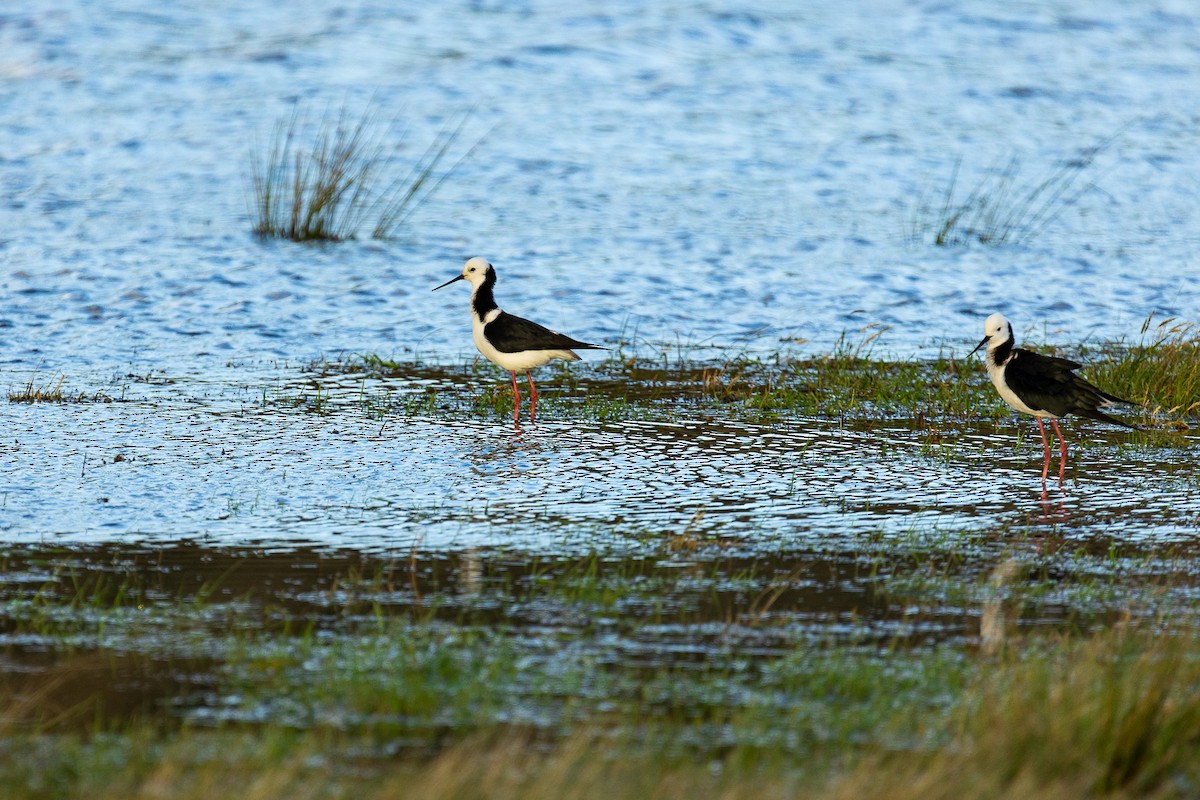 pisila bělohlavá - ML645589015