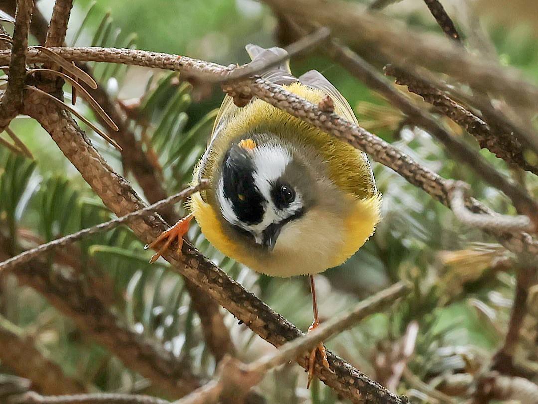 Flamecrest - ML645589018