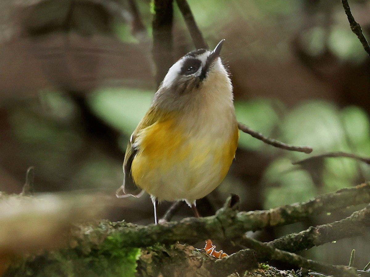 Flamecrest - ML645589019