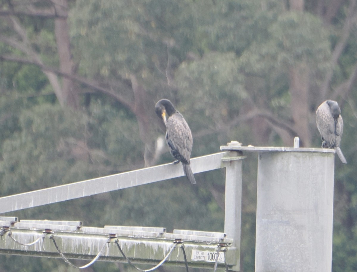 storskarv - ML645589027