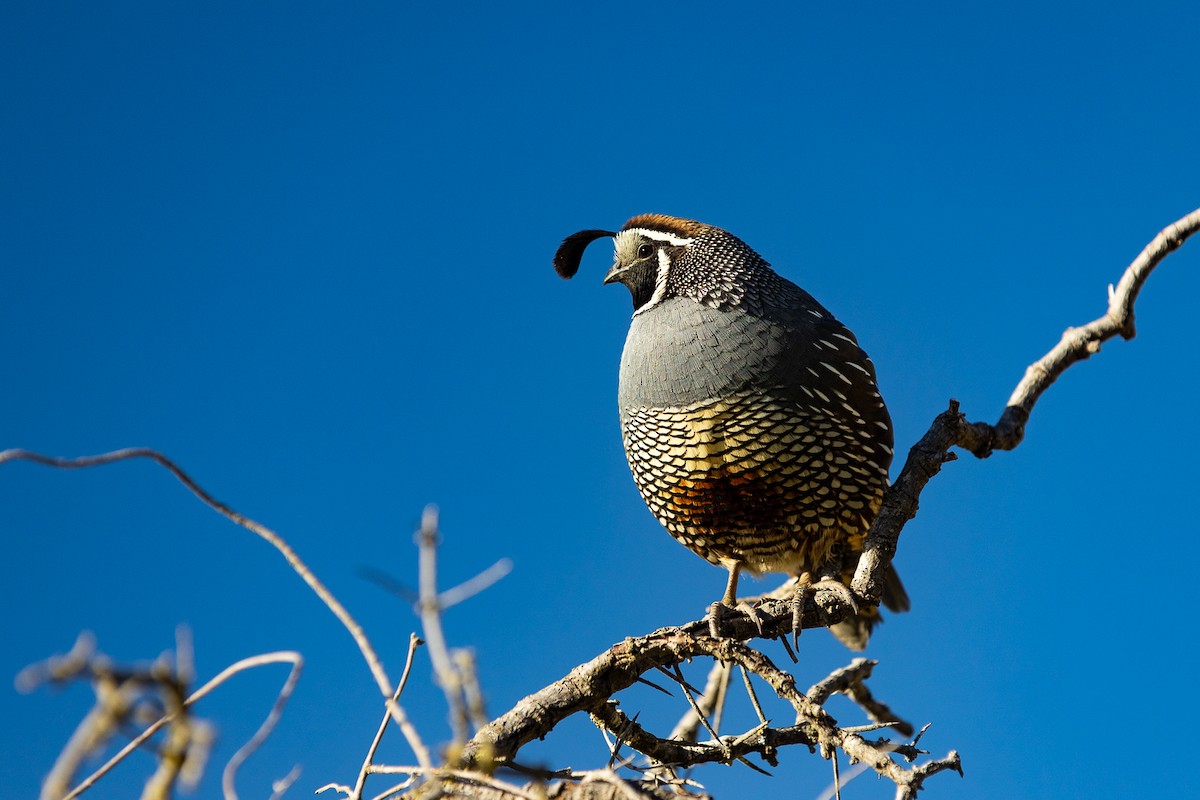 křepel kalifornský - ML645589028