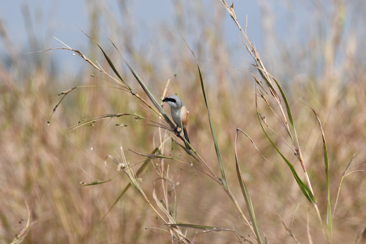 Длиннохвостый сорокопут - ML645589031