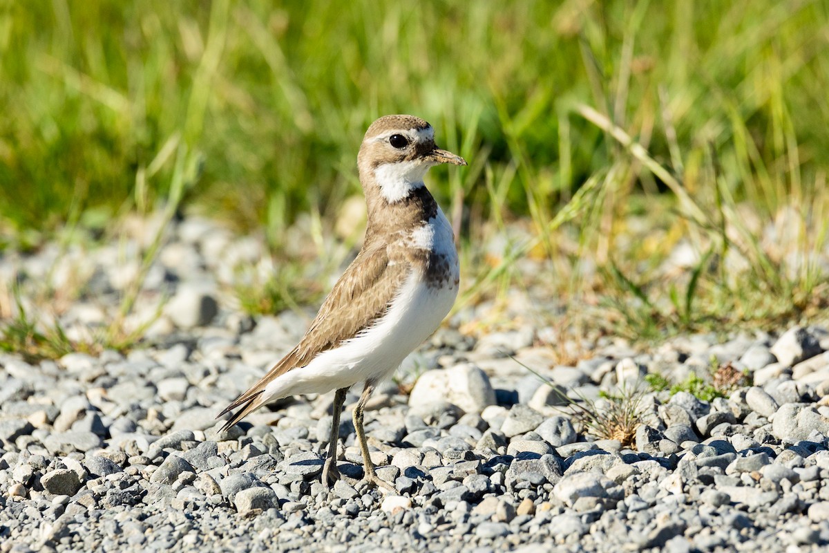 kulík dvoupruhý - ML645589032