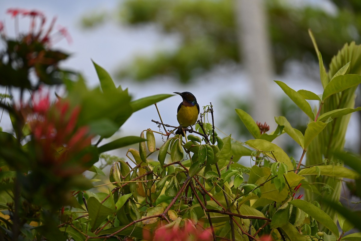 Brown-throated Sunbird - ML645589033