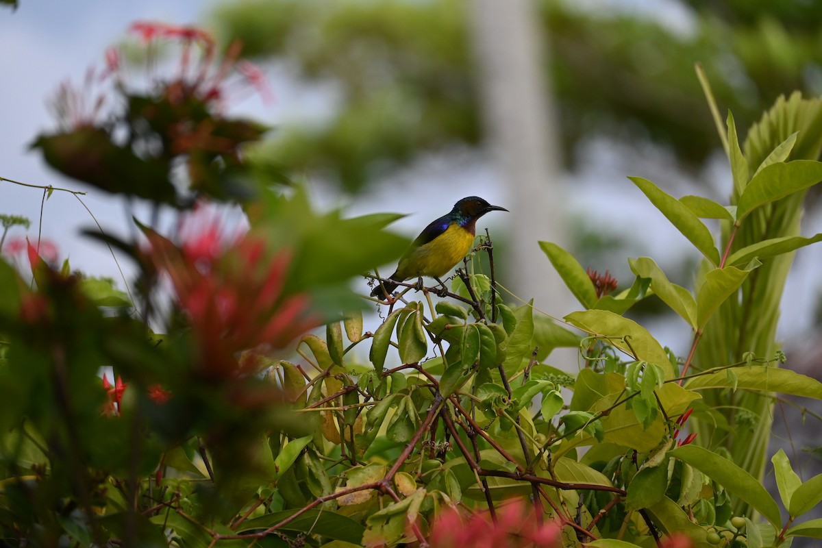 Коричневогорлая нектарница - ML645589034