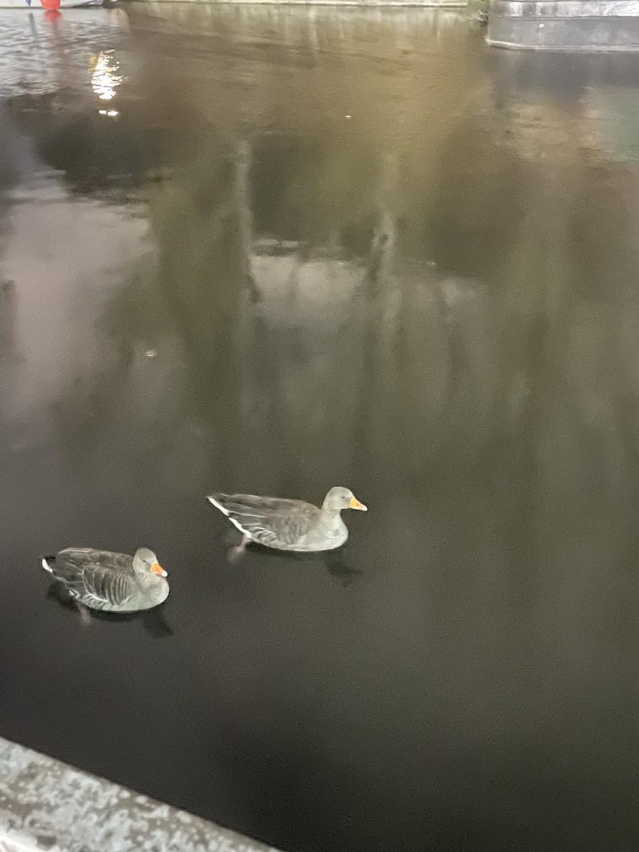 Oca selvatica - ML645589035