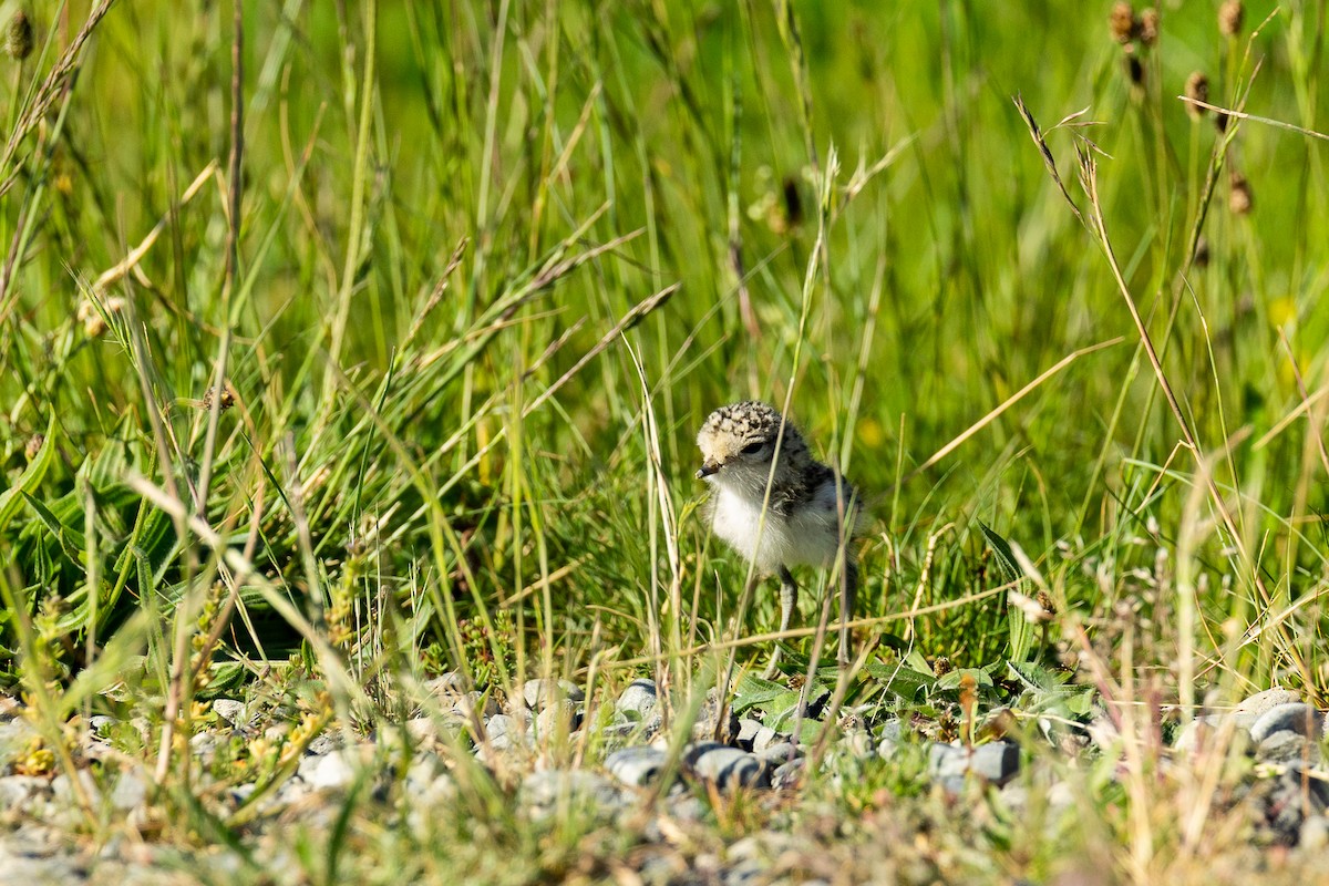 kulík dvoupruhý - ML645589037