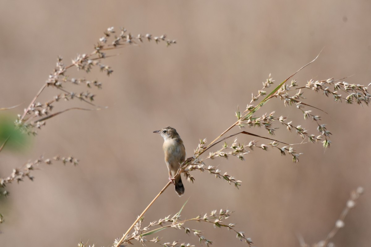 Золотистая цистикола - ML645589038