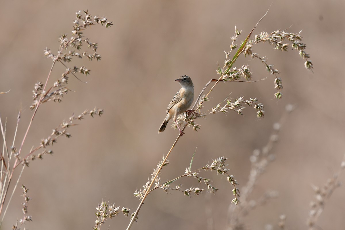 Золотистая цистикола - ML645589039
