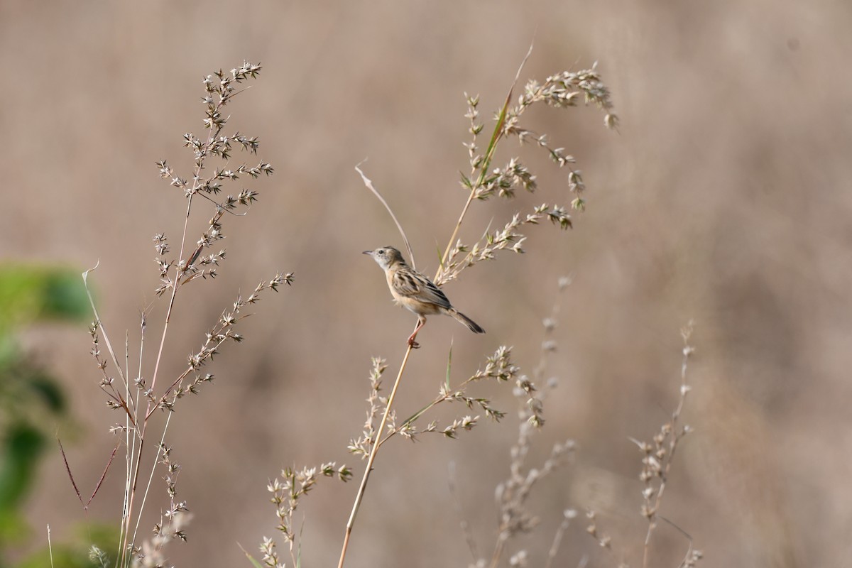 Золотистая цистикола - ML645589040